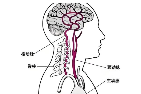 容新策略 头晕总被疑脑供血不足，别乱猜！北京和平段晓芳教你快速锁定病因